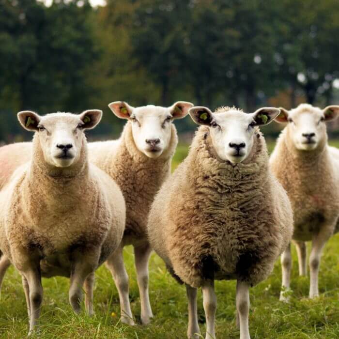 Viele sehr ähnliche Schafe auf einer Wiese