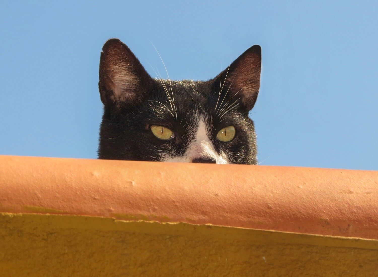 Katze, die ihr Ziel im Auge behält als Sinnbild das Tracken von Pageviews